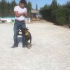 Seguridad privada perros