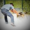 Seguridad privada perros