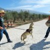 Seguridad privada perros