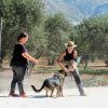 Seguridad privada perros