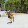 Seguridad privada perros